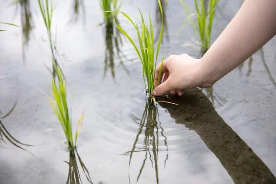 子供が苗を植える