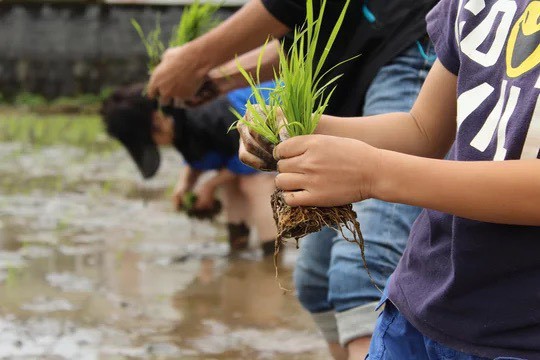 子どもたちが苗を持って田んぼで作業しているところ